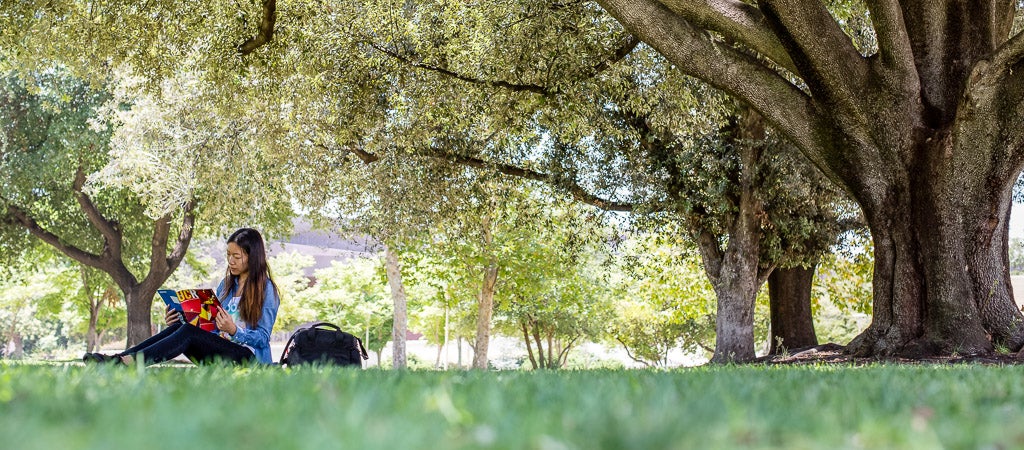 A UCR student studies beneath a tree on campus. 