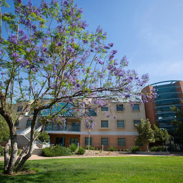 Jacaranda trees outside of a residence hall are in full bloom.